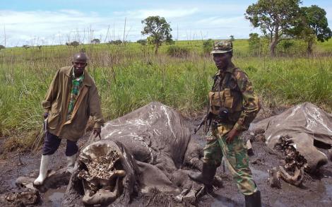 Elephants slaugtered  by poachers in Garamba National Park