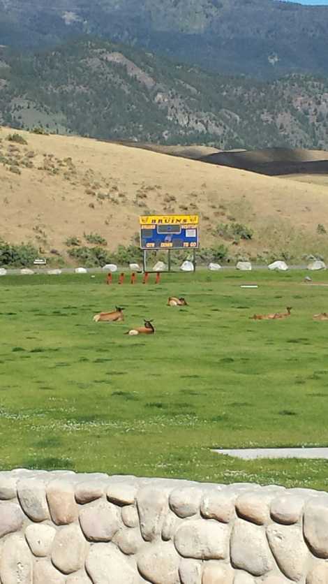 Elk lounging on high school field behind Yellowstone entrance