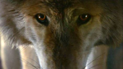 summer-dire-wolf-GoT-fanpop