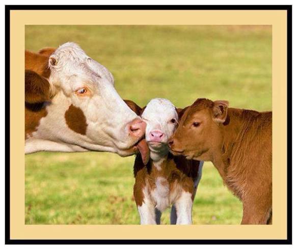 10430902_10152538590023769_4797977815266639541_n