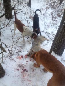 This is "sport" and "heritage" in Wisconsin. 