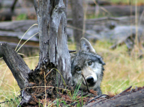basin butte wolf pup 1