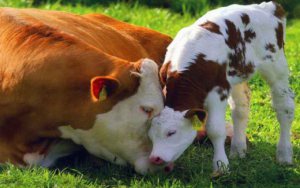 cow-and-calf-love_w520