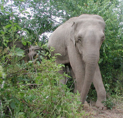 Jenny_Woods The Elephant Sanctuary in Tennessee