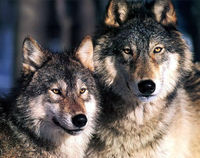 siberian wolves