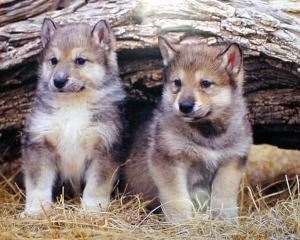 wolf pups