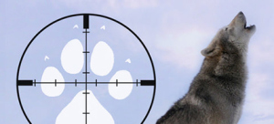 013470-wolf-target-081714
