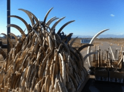 Seized Ivory Crush Seized Ivory Crush