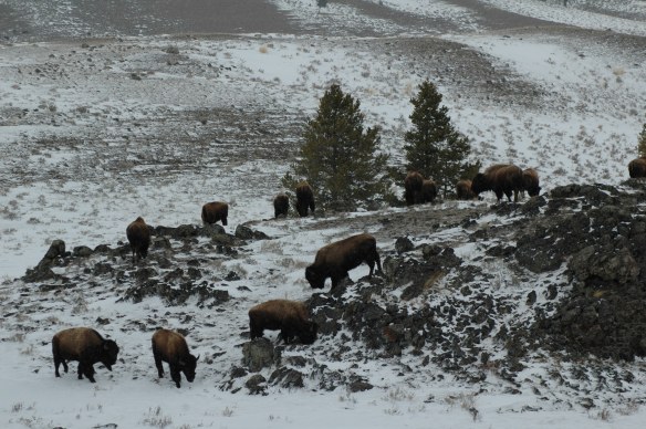 Photo Copyright Jim Robertson