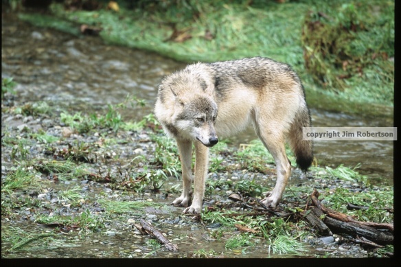 copyrighted wolf in river