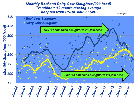 cow slaughter