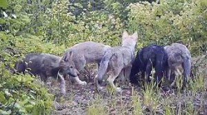 Huckleberry pups, June 2012