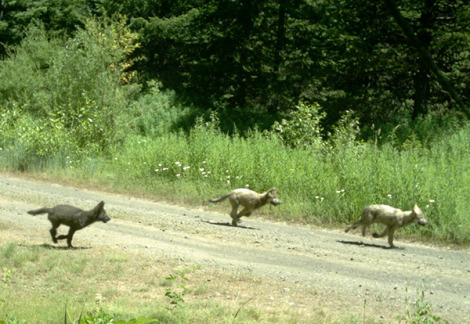 Remote camera photo from July 21, 2013, documenting three pups in the newly formed Mt Emily pack. Photo courtesy of ODFW