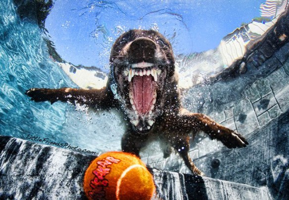 underwater photos of dogs seth casteel (3)