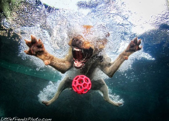 underwater photos of dogs seth casteel (5)