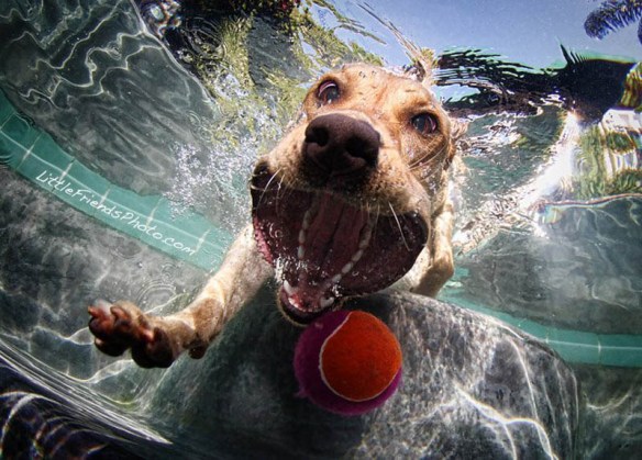 underwater photos of dogs seth casteel (6)