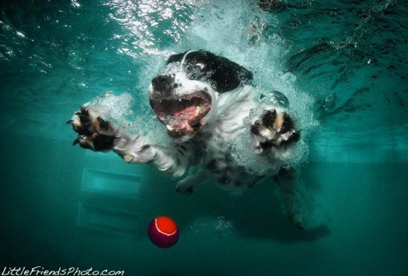 underwater photos of dogs seth casteel (7)