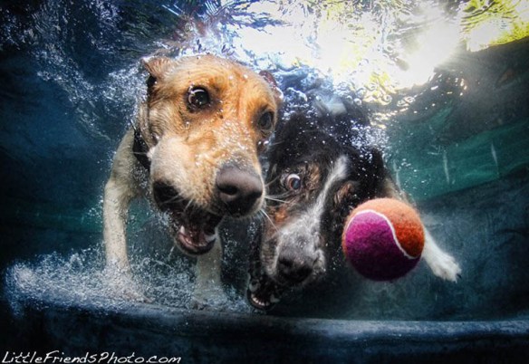 underwater photos of dogs seth casteel (9)