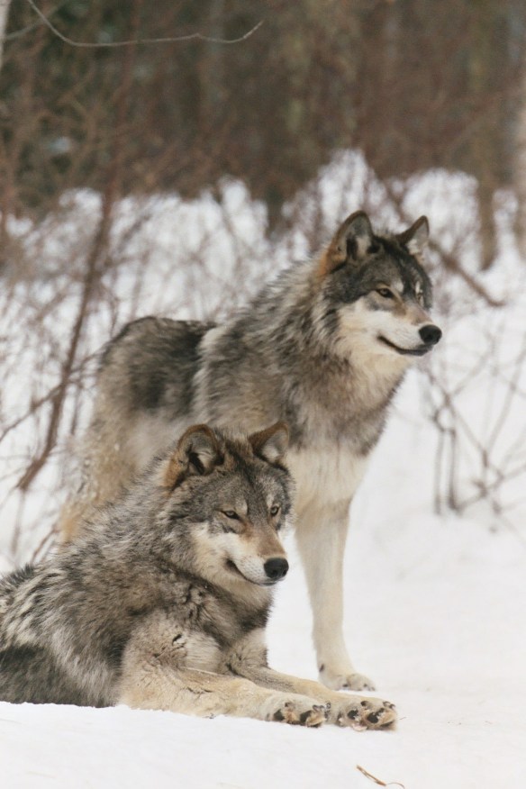 resting together all about wolves