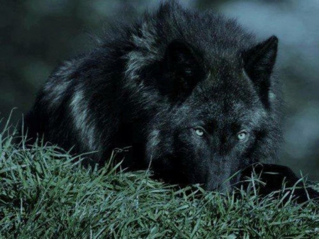 black wolf nexus wallpaper