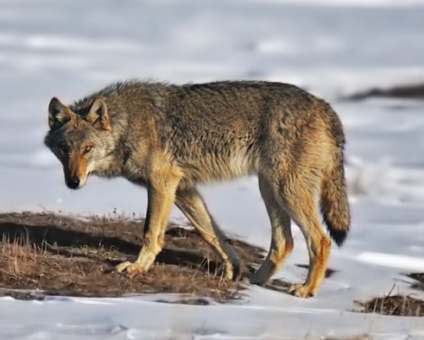 gray wolf_cc_Wikimedia user Walterince