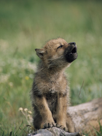 Wolf-pup