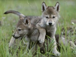 wolf pups 2