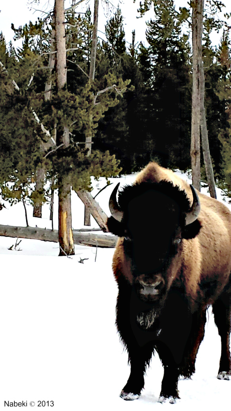 Yellowstone Bison_2013