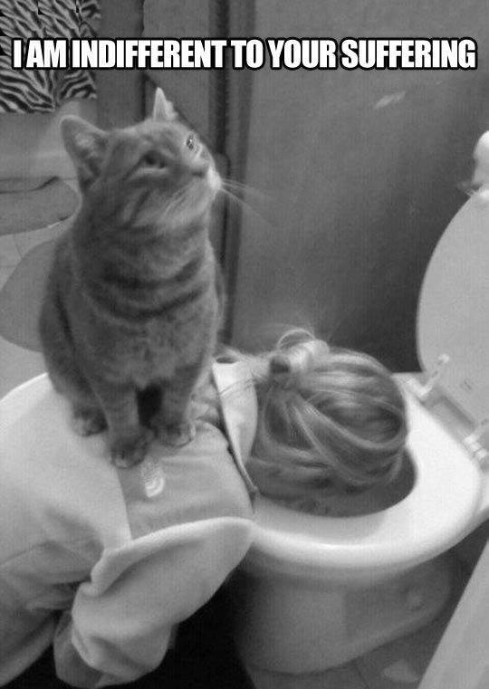 1796519_10154790775330335_5707805084918853541_n