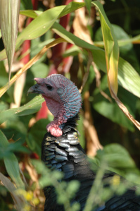 Wildlife Photography©Jim Robertson  All Rights Reserved