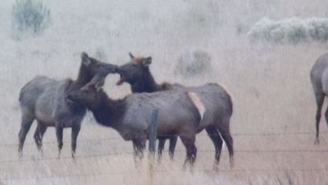 Elk Massacre Montana