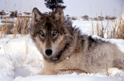 gray wolf USFWS