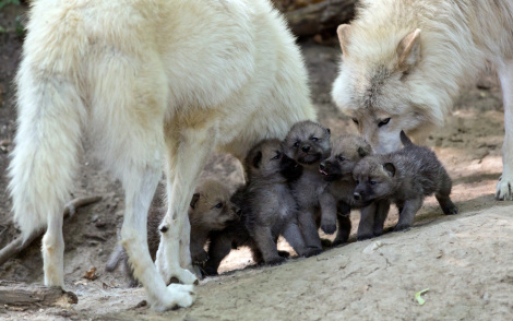 Wolf Family fanpop