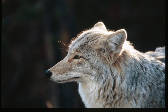 —Wildlife Photography ©Jim Robertson 