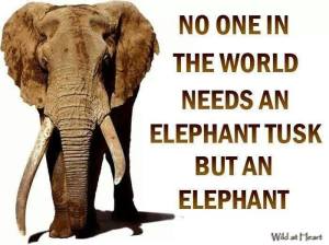 1794802_600379583390084_2056398278_n