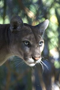 An endangered Florida panther. PHOTO BY RODNEY CAMMAUF, COURTESY THE NATIONAL PARK SERVICE.