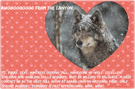 Awoooooooo from the Canyon jpg