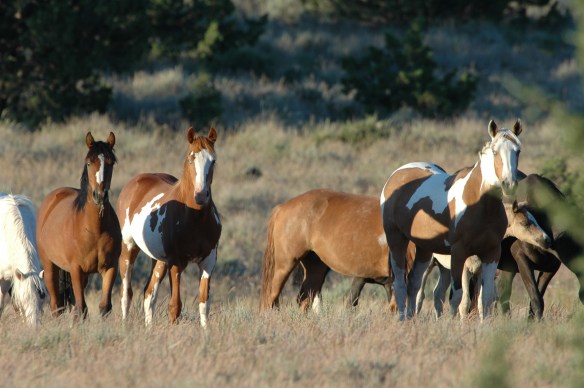 Wild horse photo copyright Jim Roberson