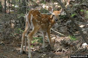 Fawn_N0V2015_546e4c417bca0.preview-300