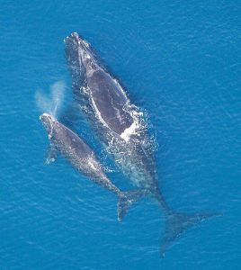 A North Atlantic right whale and calf. PHOTO COURTESY NOAA.