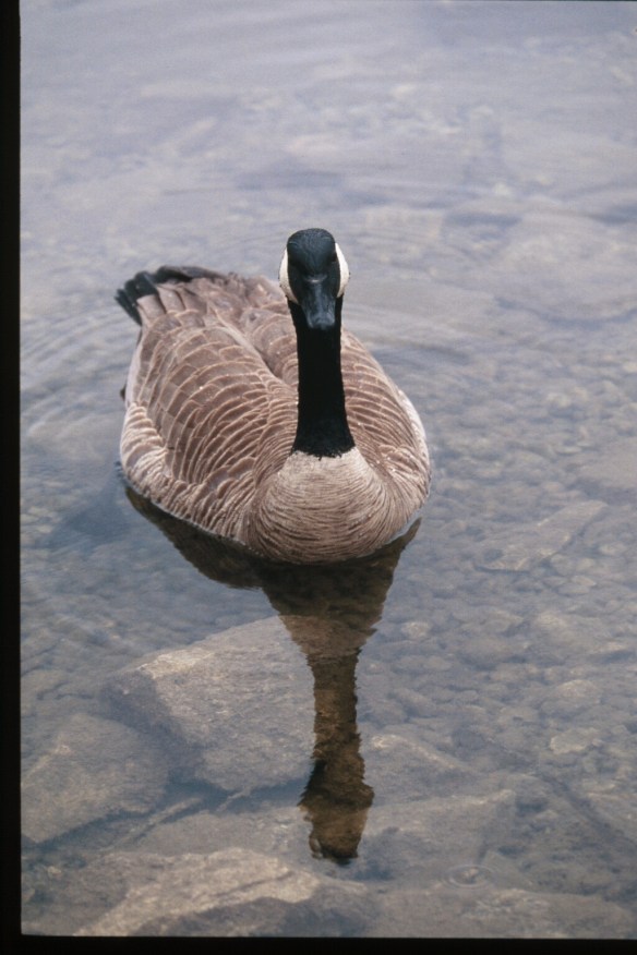 Text and Wildlife Photography ©Jim Robertson, 2014. All Rights Reserved