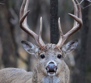 mule_deer_54a6de4c429d6.preview-300