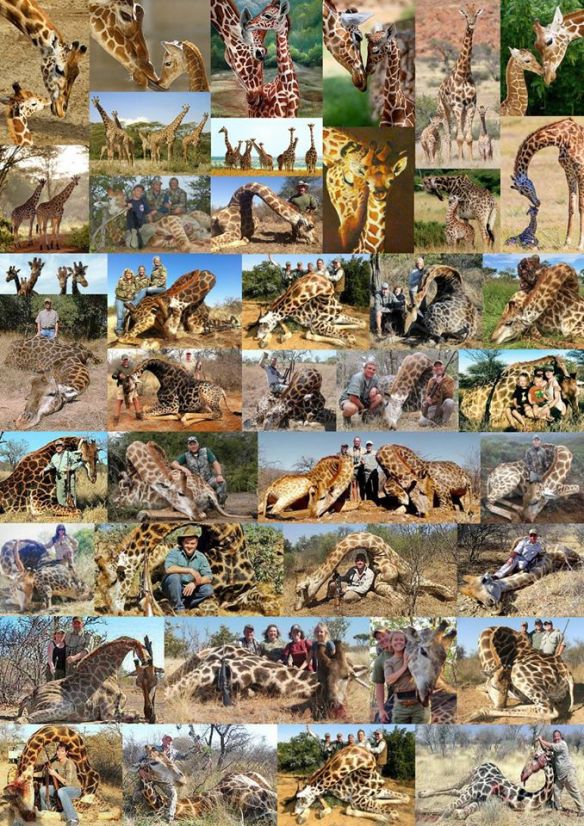 10557040_1609109249312078_7951148989311848842_o