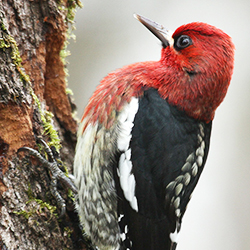 APA_2013_28905_229464_RogerBaker_Redbreasted_Sapsucker_K