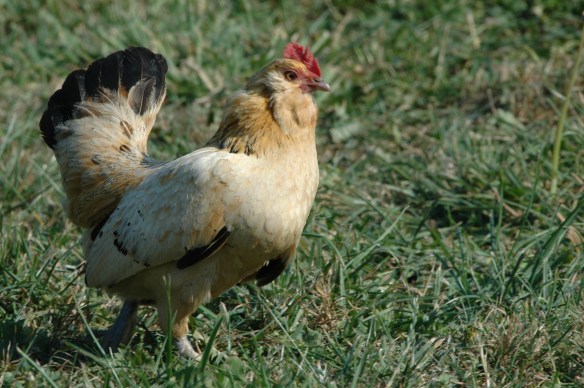 Rescued Chicken--Pigs' Pease Sanctuary 