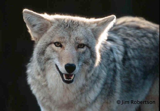 Jim Robertson-wolf-copyright