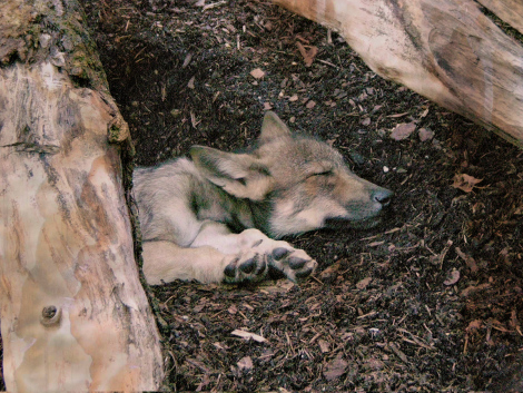 Wolf_puppy_sleep Wiki