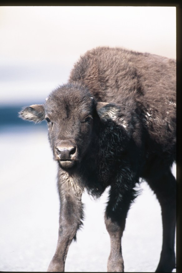 Photo by  Jim Robertson