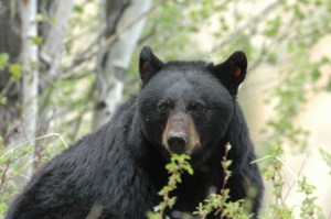 Wildlife Photography ©Jim Robertson