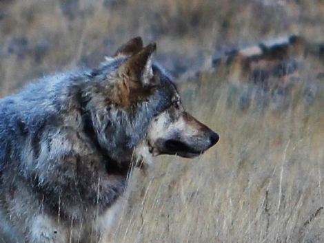 Echo Arizona Game and Fish
